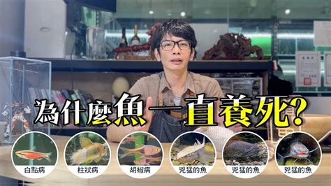 魚死掉|揭密！為什麼養魚一直死的真相